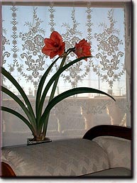 Blooming Amarylis